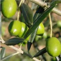 Huile d'Olive extra-vierge BIO